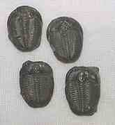 Trilobite Elrathia kingii