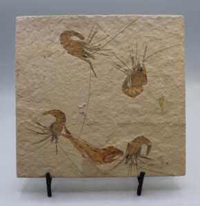 4 Carpopenaeus callirostris (Shrimp) w/ unidentified fish Fossil