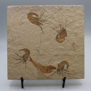 4 Carpopenaeus callirostris (Shrimp) w/ unidentified fish Fossil