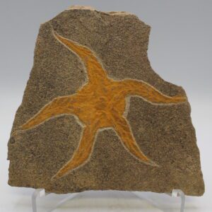 Brittle Starfish (Ophiura species) on Matrix