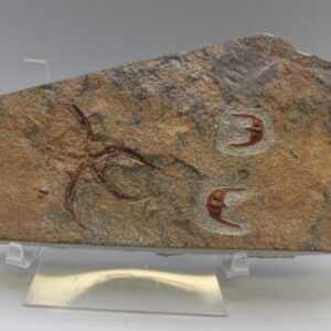 Brittle Starfish (Ophiura species) with Trilobite (Onnia species)